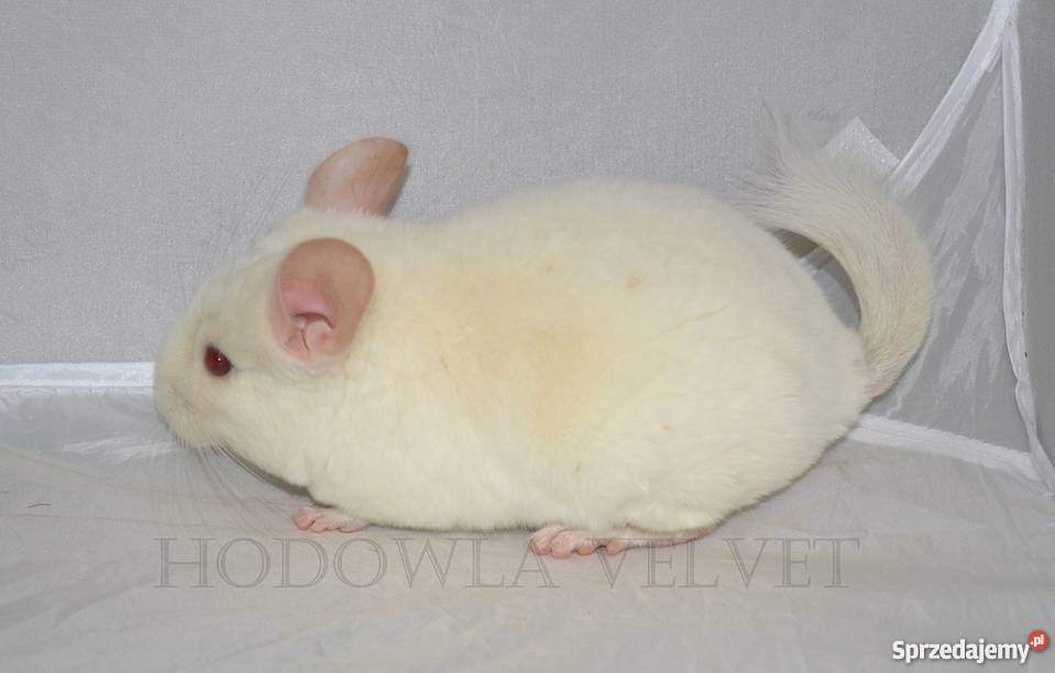 Szynszyla szynszyl samiec PINK WHITE biały wielkopolskie Perzyce