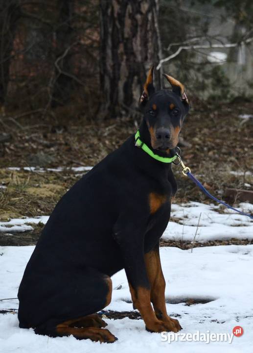 Szczeniak dobermana Głowno