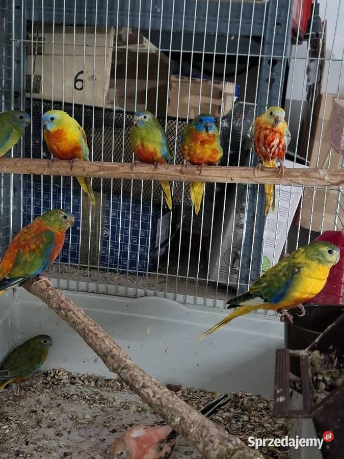 Sprzedam Łakowki 200 sztuka