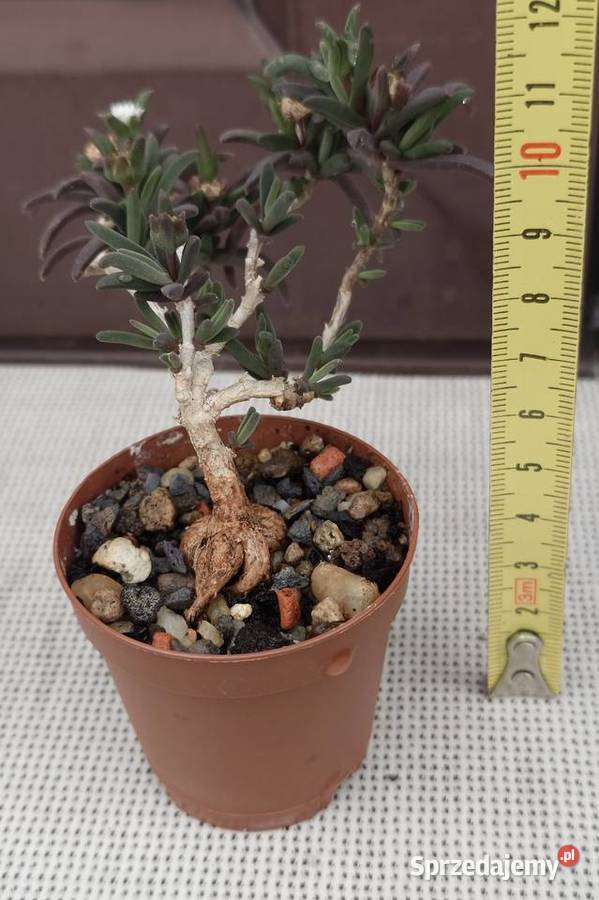 Delosperma bosseranum kaudeks miniatura w Warszawa