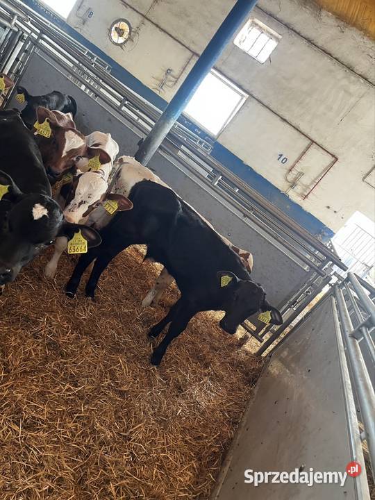 Sprzedam 19 byków Litwa numer do szefa 783073750 Kolno