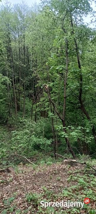 Sprzedam działkę rekreacyjną częściowo zalesioną Błażkowa