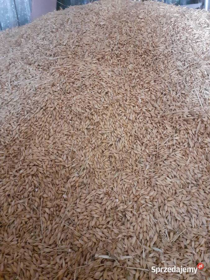 Sprzedam Jęczmień ozimy Koszyce sprzedam