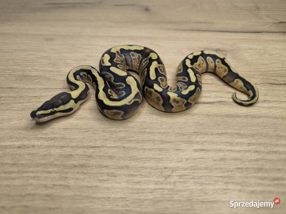 Pyton królewski Enchi Fire GHI YBSpecter poss Gady i płazy mazowieckie Makowiec