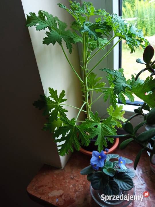 Oxalisy stale kwitnące fiołki i skrętniki sprzedam