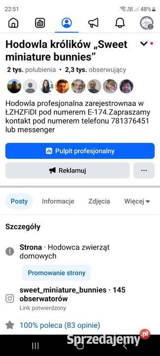 Króliczki miniaturki Karzełki Teddy Gryzonie Wrocław