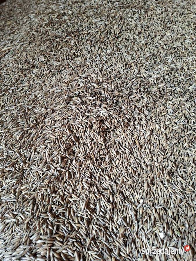 Owies ozimy KWS Snowbird centrali zimowy Sokółka sprzedam