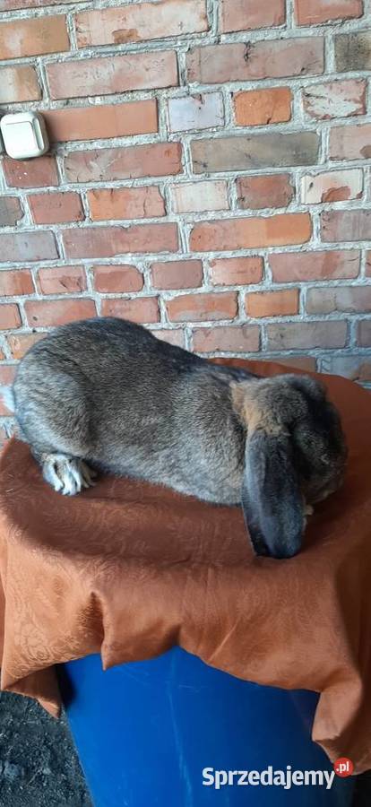 Samiec baran francuski szary Gryzonie sprzedam