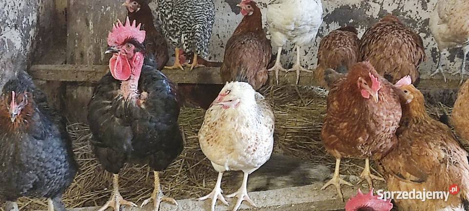 Młode koguty z wolnego wybiegu różne rasy Michów sprzedam