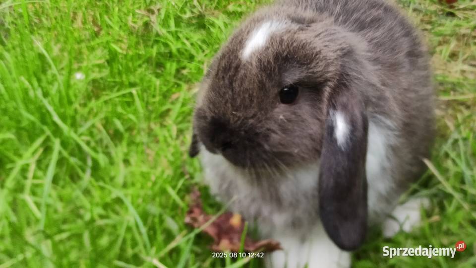 Króliki baranki miniaturowe Maćkowice
