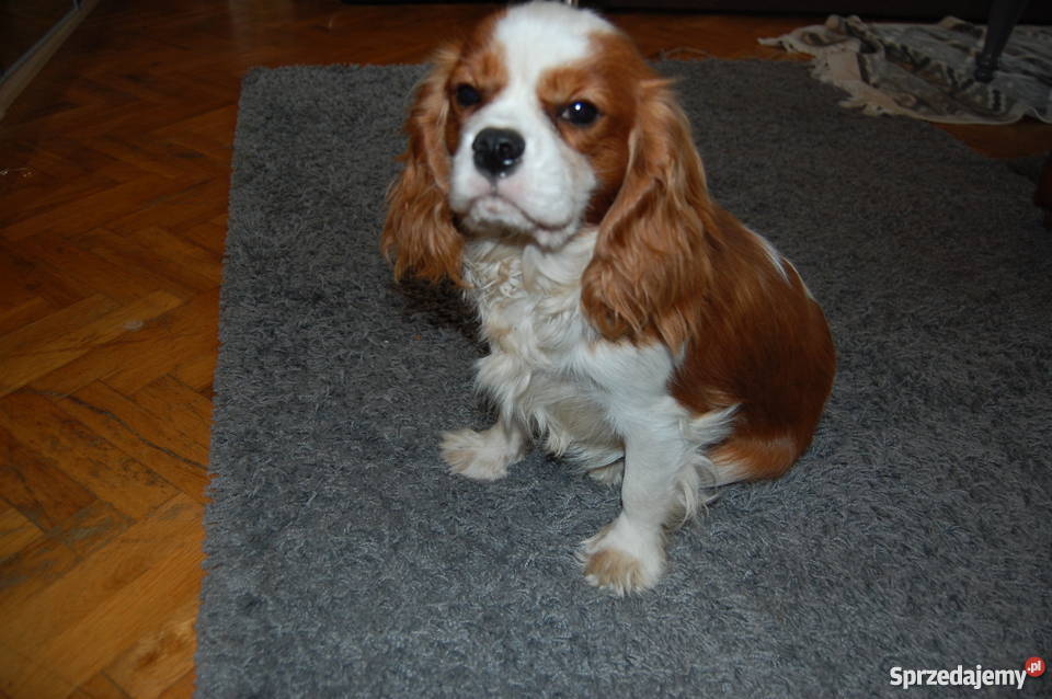 Cavalier King Charles Spaniel Szczenięta Sulejówek