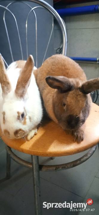 Sprzedam dwie samice Husów