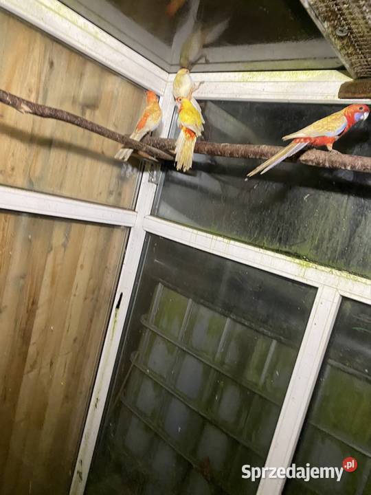 Sprzedam rozelle królewskie Zgórze