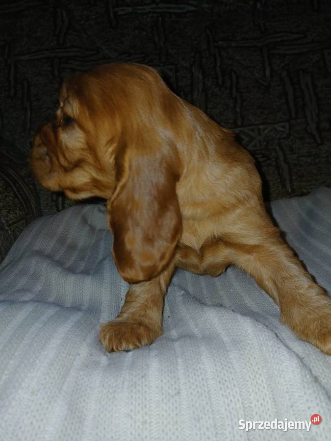 Śliczne Szczenięta Cocker Spaniel Angielski Sieradz sprzedam
