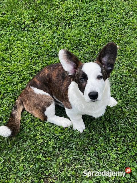 Suczka Welsh Corgi Cardigan rodowód FCI