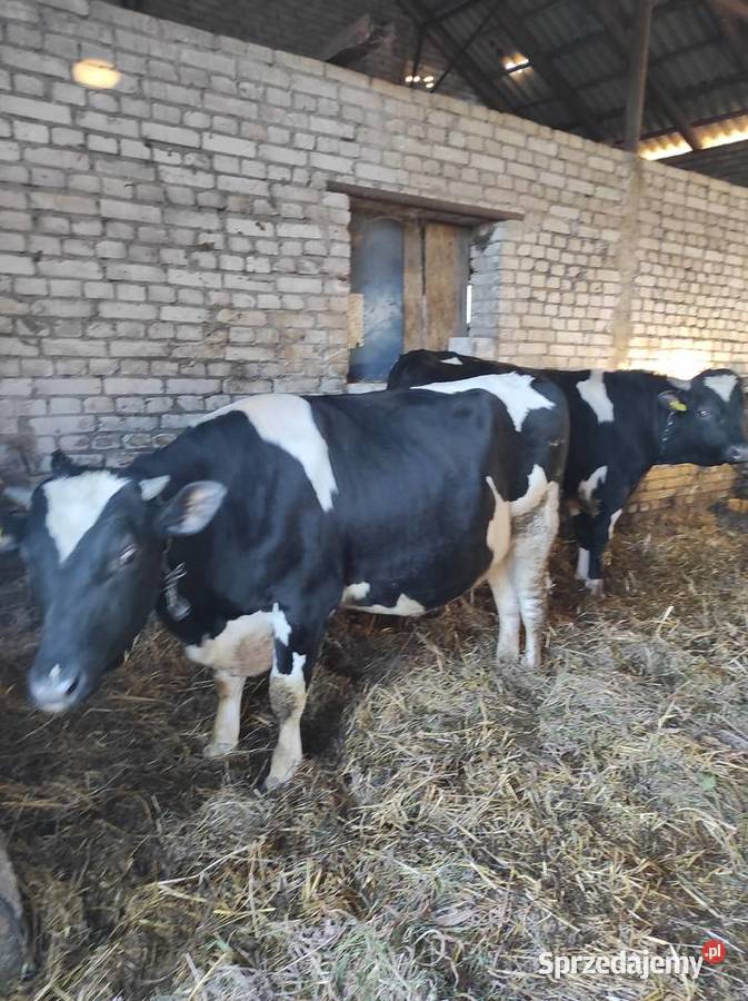 Byki hf lubelskie Łęczna sprzedam