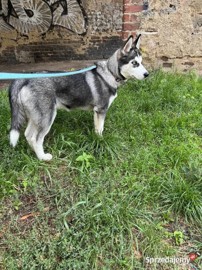 Szczeniak husky syberian Legnica