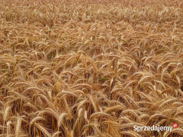 Pszenżyto 2025 Międzyrzec Podlaski sprzedam