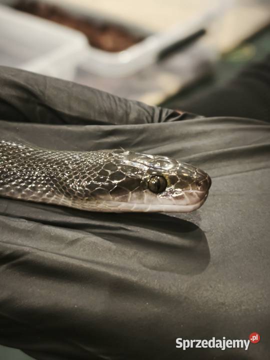 lamprophis fuliginosus czarna mahoniowka