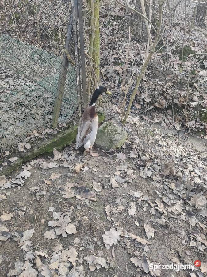 Para kaczek biegus indyjski z czubkiem Dobczyce