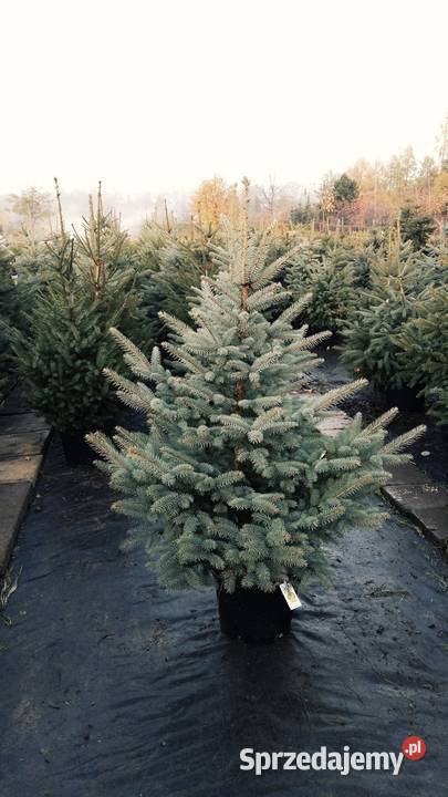 Choinki Jodła kaukaska świerk pospolity Radom sprzedam