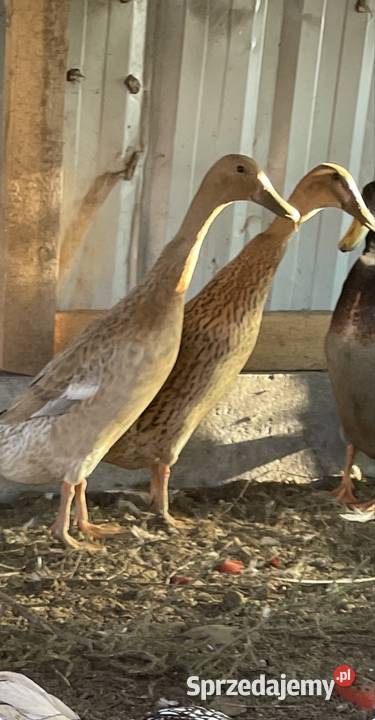 Sprzedam samice bażanta złotego zachodniopomorskie