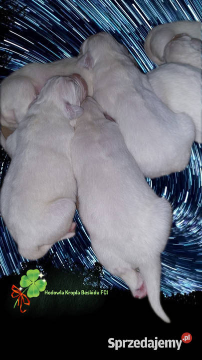 Szczeniaki Polski Owczarek Podhalański Psy Rzeszów