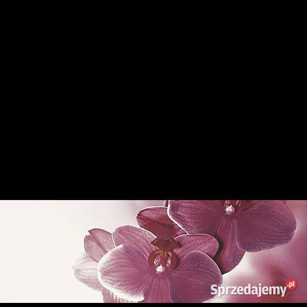 Dekor Abrila Kwiat B 20 x 60 Paradyż aktualne zachodniopomorskie