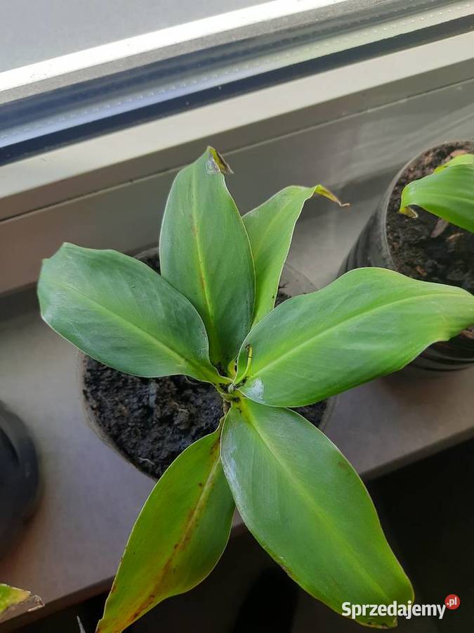 5 kwiatków bananowca Dom i Ogród Goleniów