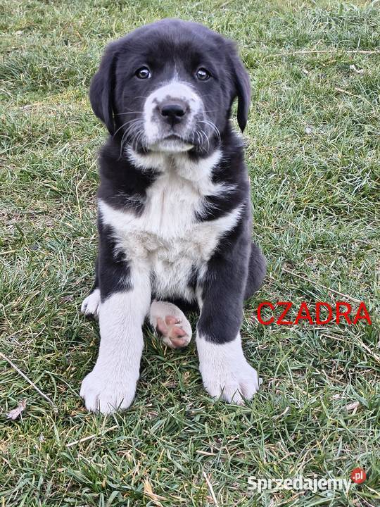 Owczarek środkowoazjatycki Ałabaj Azjata Końskie