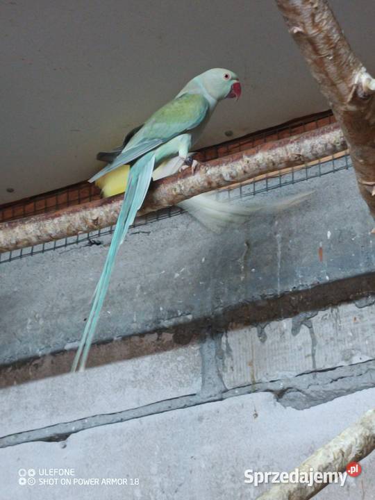 Aleksandretty dorosłe