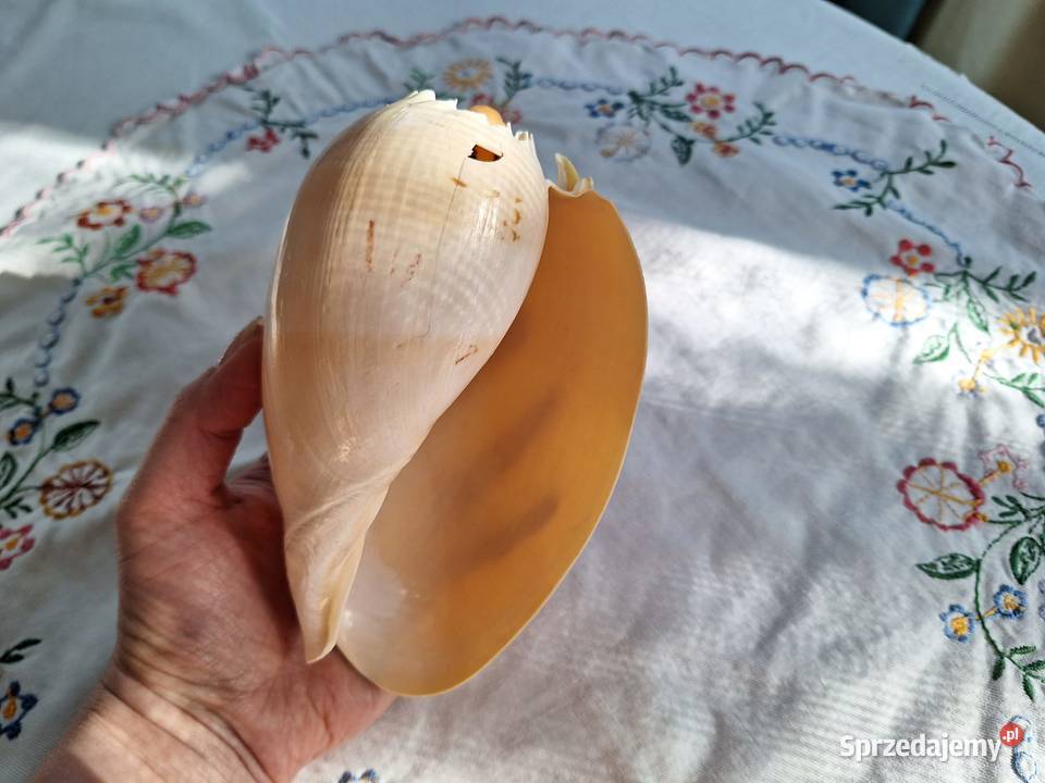 Piękna muszla Melo melo duża Pozostałe Łomianki