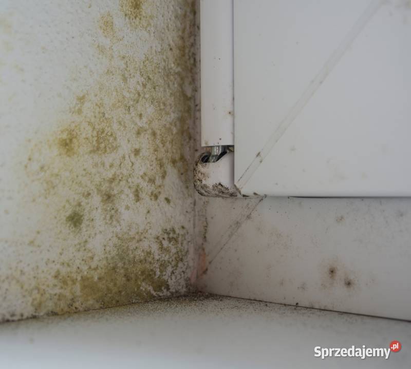 Dezynfekcja i sterylizacja pomieszczeń Krotoszyn