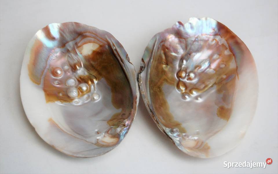 Muszla perłorodna z perłami nienarodzonymi 2 lubelskie