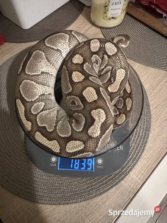 Wąż królewski dorosła samica Gdynia sprzedam