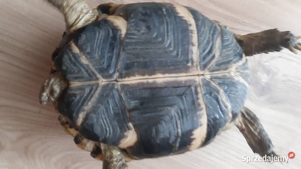 Żółw stepowy Gady i płazy Warszawa sprzedam