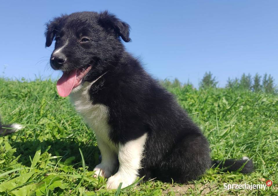 BORDER COLLIE Rasowy z pełną dok świetnych Iwonicz