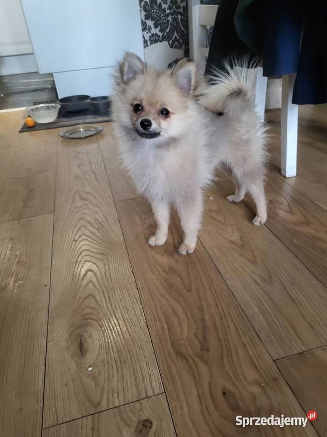 Szpic miniaturowy pomeranian dziewczynka Piaseczno