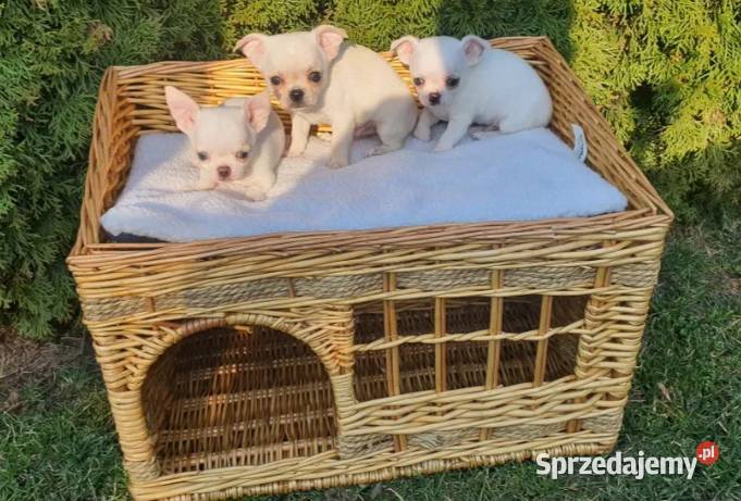 Chihuahua śliczne pieski biale I kremowe Częstochowa