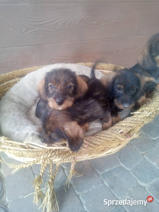 Jamnik szorstkowłosy miniatura Błaszki sprzedam