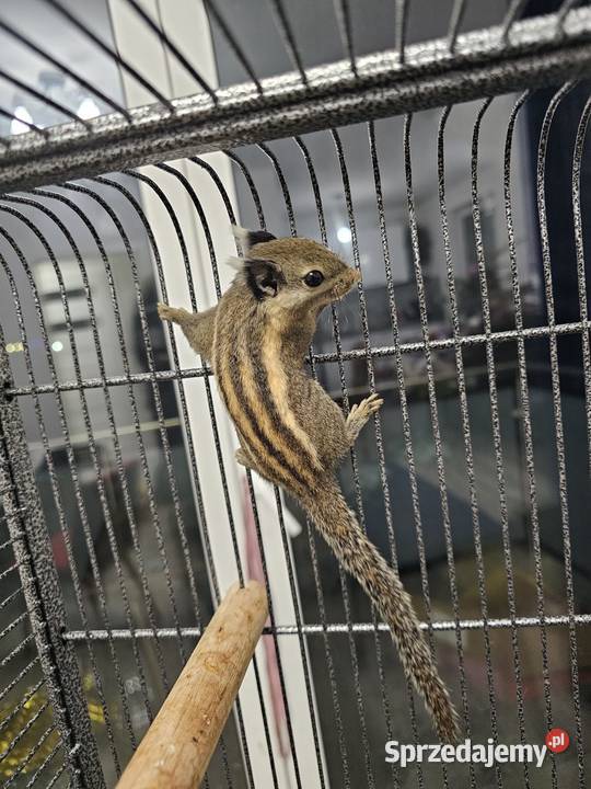 Wiewiórka Himalajska Rarytas