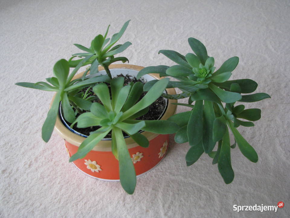 Aeonium piękny sukulent na taras do oranżerii Brzegi sprzedam