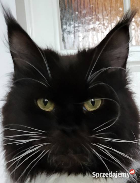 Maine Coon duże linie hodolwa FPL