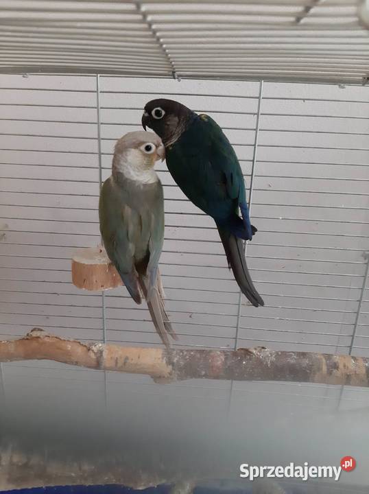 Rudosterki para lęgowa mutacje Nowe Miasto-Folwark sprzedam