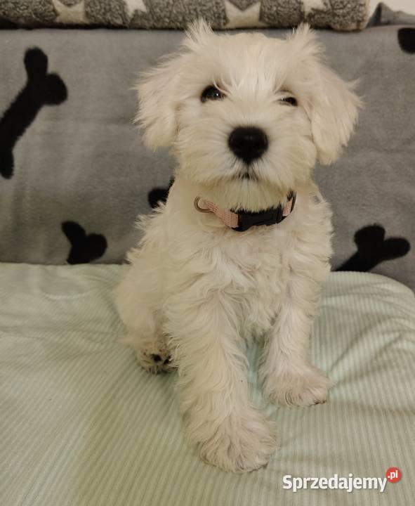 Sznaucer miniaturowy biały szczeniąta FCI Sznaucer Białystok