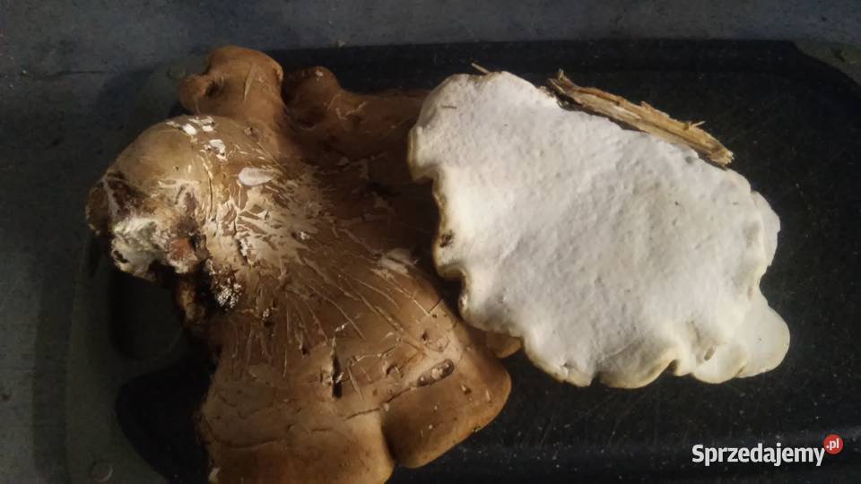Grzyb prozdrowotny białoporek brzozowy sprzedam