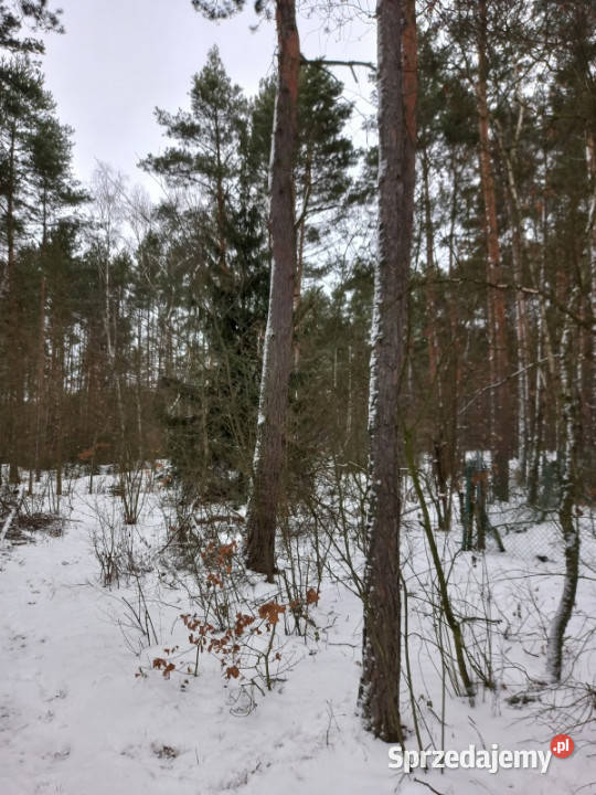 Działka leśna idealna na rekreację Dęba
