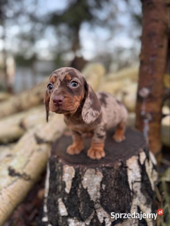 Wyjątkowa Sunia Jamnik miniaturowy Choco merle z