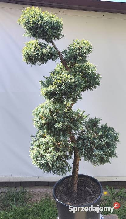 Bonsai Niwaki jałowiec łuskowy Holger Medynia Łańcucka sprzedam