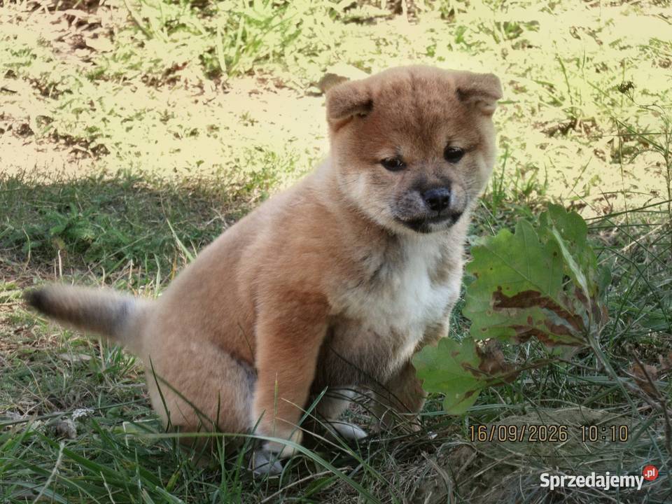 Rezerwacje na dwoje szczeniąt rasy Shiba Inu Pozostałe Bychawka Trzecia